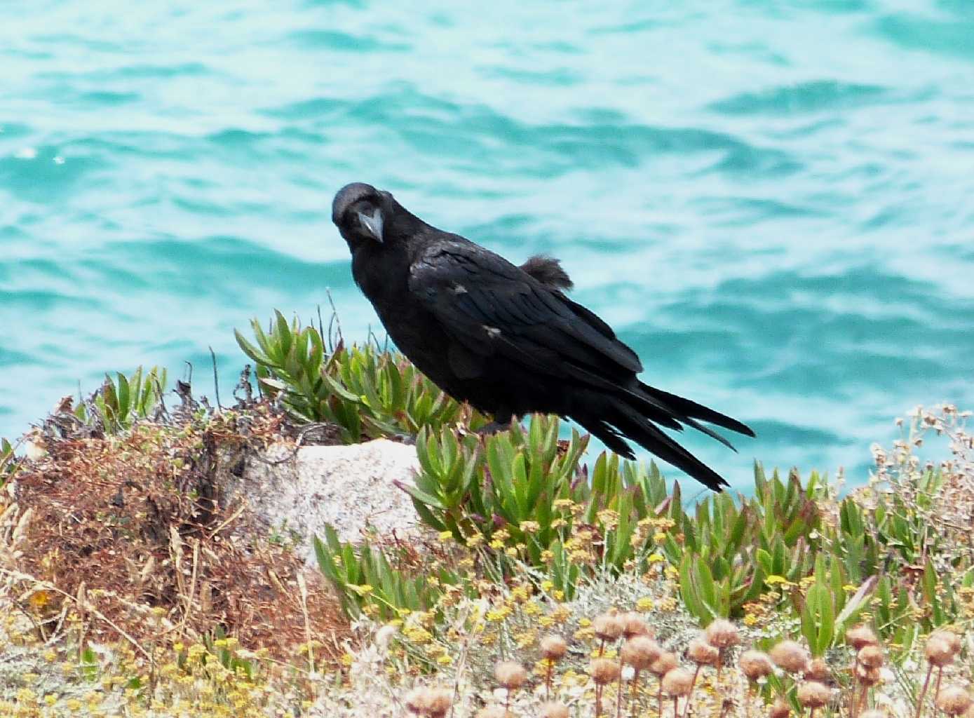 Corvo imperiale sulla scogliera